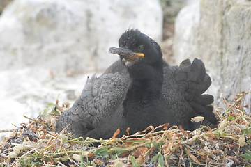 Image showing A Shag on it's nest