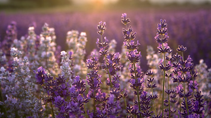 Image showing Lavender at sunset