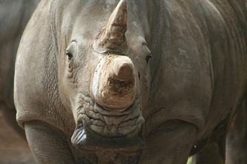 Image showing Head on Rhino