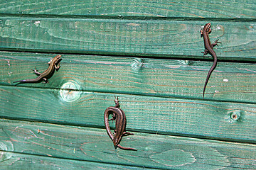 Image showing dance of lizards on a wall