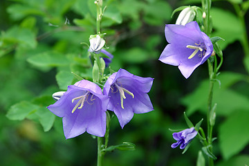 Image showing campanula