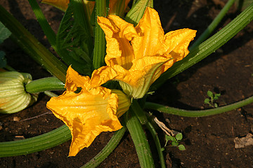 Image showing flowers of vegetable marrow