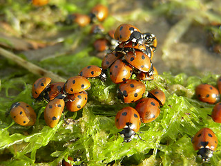 Image showing ladybirds