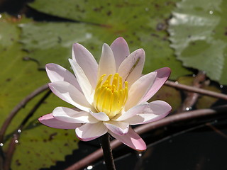 Image showing Lotus in a Pond