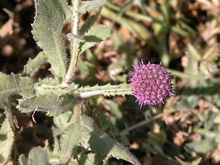 Image showing A Beautifukl Weed