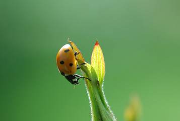 Image showing Ladybird