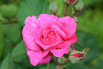 Image showing Rose in rain