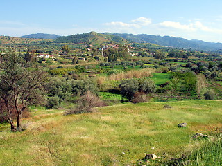 Image showing Cyprus green. Linou