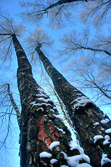 Image showing Winter landscape