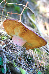 Image showing mushroom