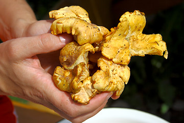 Image showing chanterelle mushroom 