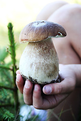 Image showing mushroom