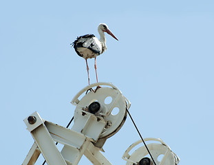 Image showing Stork perched on a machine