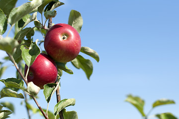 Image showing Apple tree