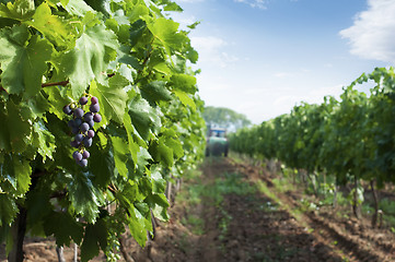 Image showing Spraying of vineyards