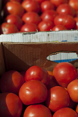 Image showing Tomatoes in boxes in Wholesale market