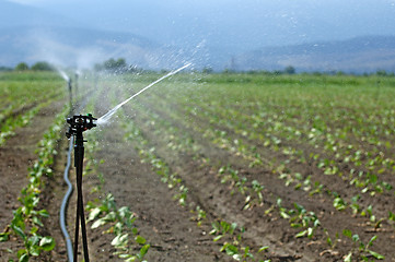 Image showing Irrigation