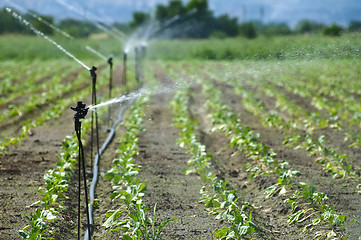 Image showing Irrigation