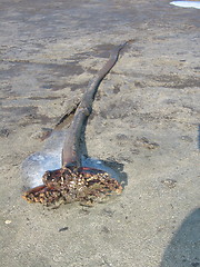 Image showing Art on on beach