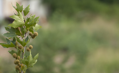 Image showing Branch of sycamore wood and green background