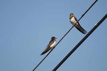 Image showing Swallows