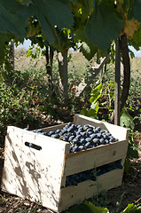 Image showing Crate of grapes in vineyards