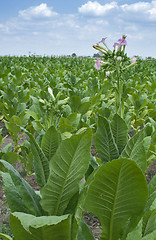 Image showing Tobacco plantation