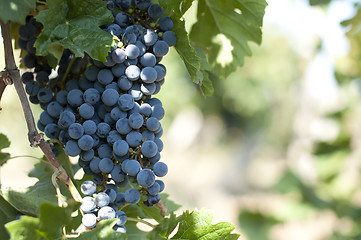 Image showing Merlot grapes on grapevine