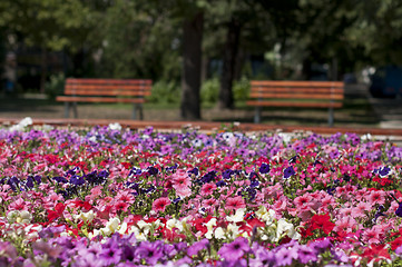 Image showing Flower garden in the park