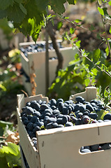Image showing Crate of grapes in vineyards