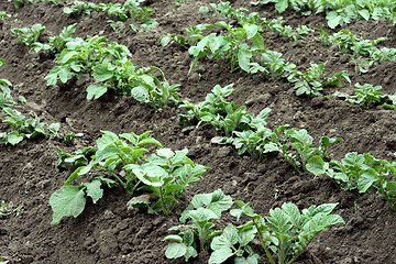 Image showing potato field