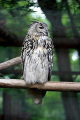 Image showing Owl