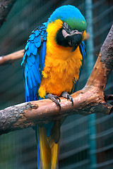 Image showing parrot