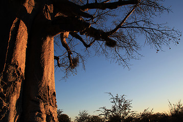 Image showing Baobab Tree