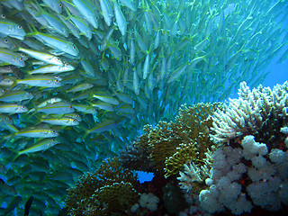 Image showing Coral Reef Crew