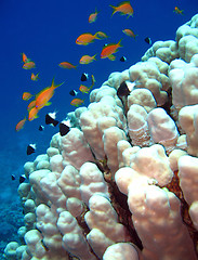 Image showing Coral Reef 