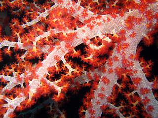 Image showing Coral