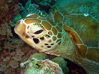 Image showing Green Turtle