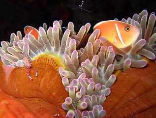 Image showing Pink Anemonefish & Tosa Commensal Shrimps