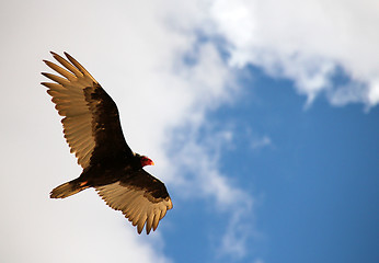 Image showing Turkey Vulture