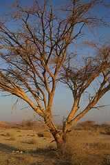 Image showing Desert landscape