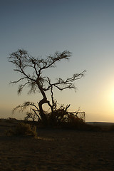 Image showing Desert landscape