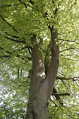 Image showing tree