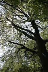 Image showing tree