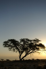 Image showing Desert landscape with a tree