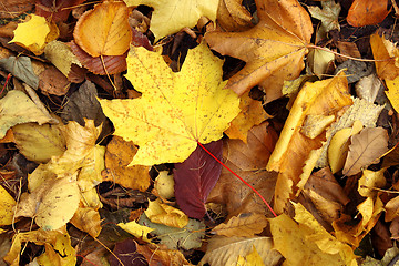 Image showing autumn leaves