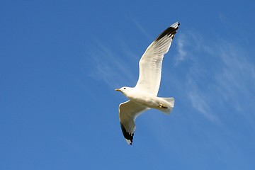 Image showing Flying gull