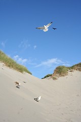 Image showing Gulls at a beach