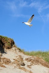 Image showing Gull flying over a sandhill at a beach