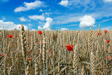 Image showing golden wheat with red poppy